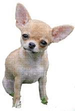 dog bp - 免费PNG