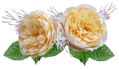 rose, ruusu, kukka, fleur, flower - PNG gratuit
