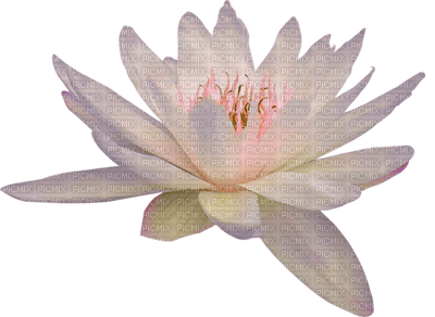 lotus flowers bp - 免费PNG