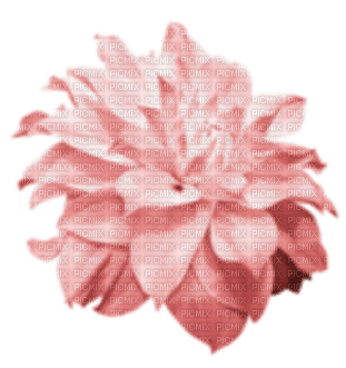 blomma-rosa----flower-pink - PNG gratuit