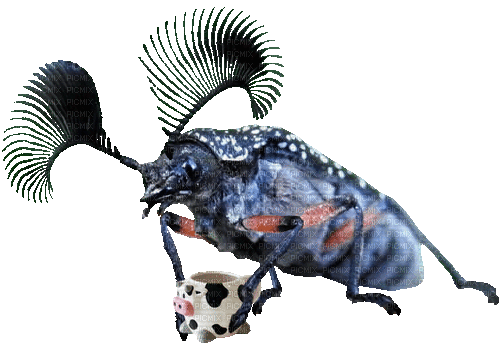 feather horned beetle - Bezmaksas animēts GIF