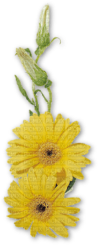 Kaz_Creations Deco Flowers Flower Colours - png gratuito