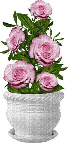 Roses.Pink - PNG gratuit