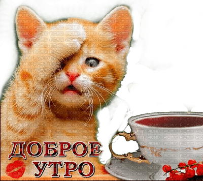 Y.A.M._Cat text - Free PNG