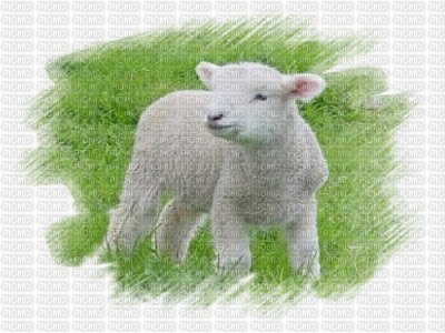 mouton - 免费PNG