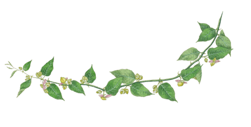 branch with leaves - PNG gratuit