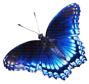 Kaz_Creations Butterflies Butterfly - δωρεάν png
