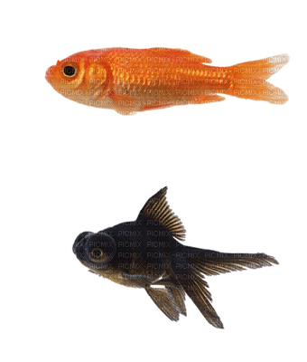 Kaz_Creations Fish - besplatni png