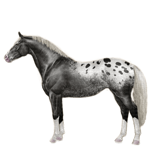 Pferd, grau - darmowe png