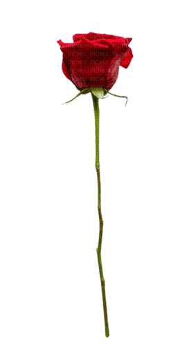 red rose - zdarma png