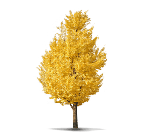 Autumn Fall Tree Yellow - png ฟรี