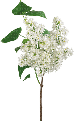minou-flowers-white - png grátis