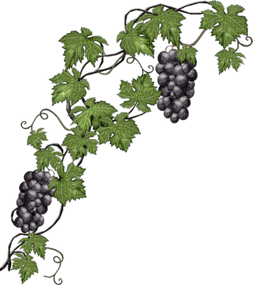 viña - ingyenes png