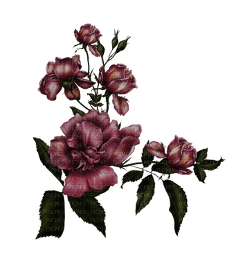 Flowers purple rose bp - 免费PNG