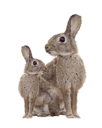 gala animals rabbit - ücretsiz png