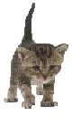 chaton curieux - GIF animé gratuit