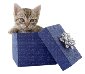 Kaz_Creations Cats Kittens Cat Kitten Gift Box - gratis png