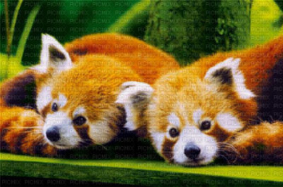 panda roux - png gratis