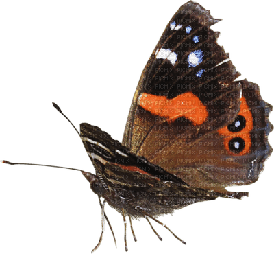 Kaz_Creations Deco Butterfly Autumn  Colours - PNG gratuit