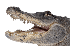 Kaz_Creations Crocodile Alligator - фрее пнг