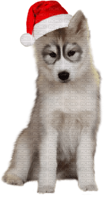 chien - δωρεάν png