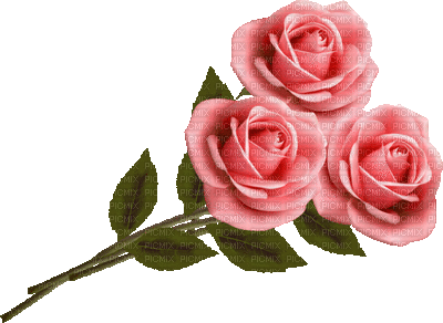 rose - Gratis animeret GIF