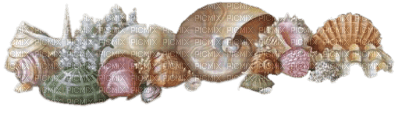 Tube Coquillage - Free PNG