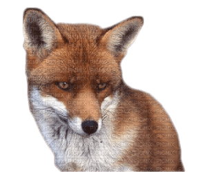 Kaz_Creations Fox - безплатен png