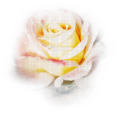 rosas transparente dubravka4 - PNG gratuit