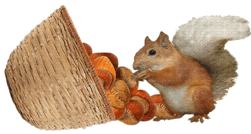 Squirrel Nuts - Bogusia - png gratis