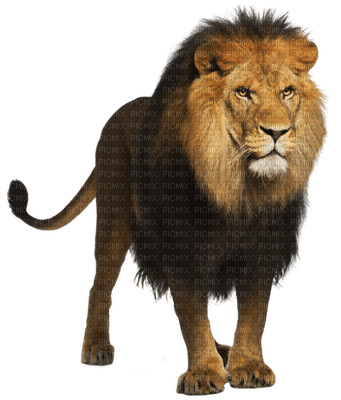 Kaz_Creations Animals Lion - zdarma png