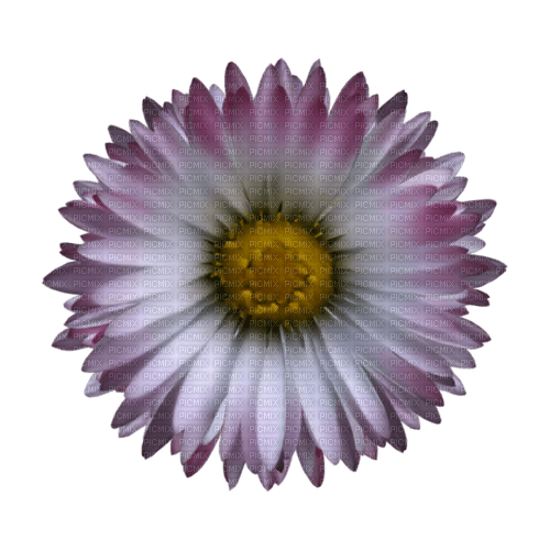 kikkapink purple flower deco spring summer - Free PNG