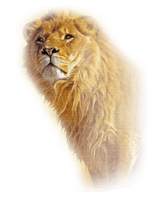 lion.Cheyenne63 - zdarma png