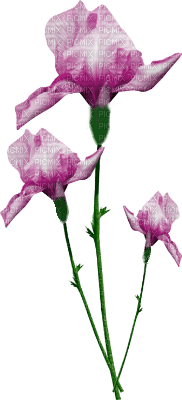 blommor-rosa----flowers-pink - png gratis