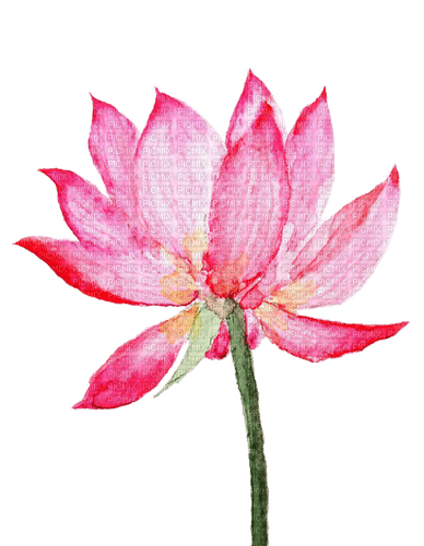 water lily Bb2 - ilmainen png