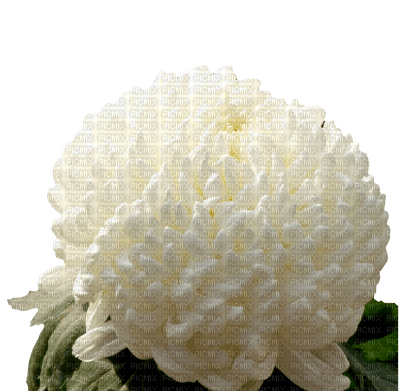 crisantemo - фрее пнг