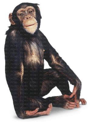 monkey bp - png grátis