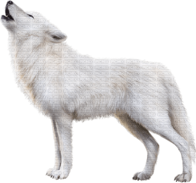 wolf bp - δωρεάν png