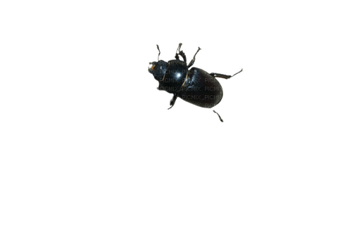 insecte - png grátis