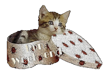 gatti - Gratis animeret GIF