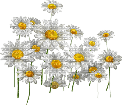 Kwiaty Stokrotki - PNG gratuit