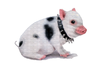 pig - 無料のアニメーション GIF