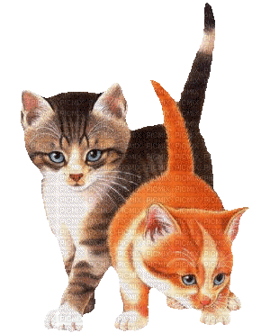 gatos gif dubravka4 - Free animated GIF