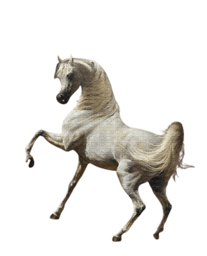 horse - png grátis