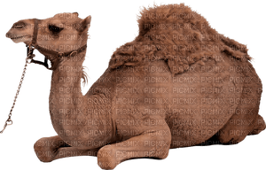 camel - PNG gratuit