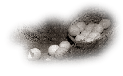 huevos - kostenlos png