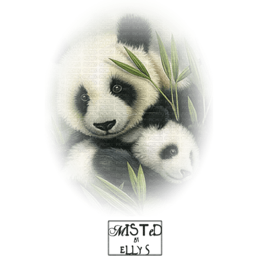 Pandas - безплатен png
