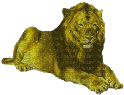 aze lion - GIF animado grátis