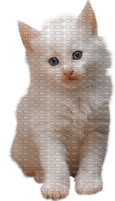 dulcineia8 gatos - δωρεάν png