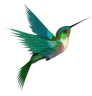 Hummingbird - zdarma png